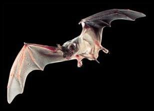 Mexican Fre-Tail Bat